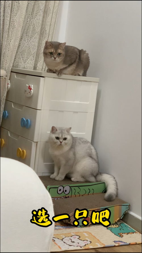 选一只吧,今天开始云养猫,上面的叫痘佬,下面的叫大喵,评论区告诉我你的选择,从今天起,你也是有猫的人了萌宠猫