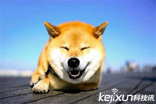 日本超萌柴犬丸子全球数百万粉丝表情丰富傲娇