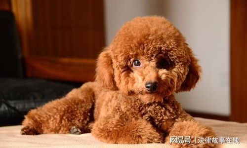 狗头护体表情包泰迪