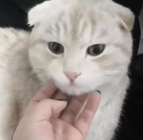 黑龙江猫咪在灶坑里睡觉,主人没发现一把火燎糊了,出来后抑郁了