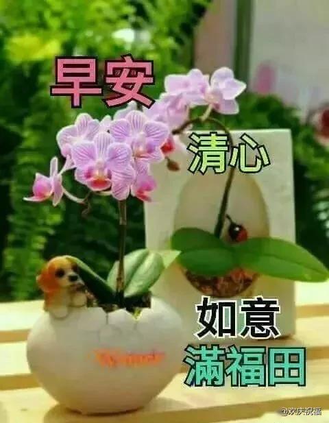 愿你像花儿一样,无论身在何处,不管周遭环境如何,活出自己的精彩