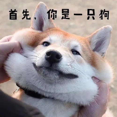汪星界第一戏精,非柴柴莫属