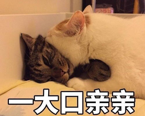 亲亲我的爱人表情包再不