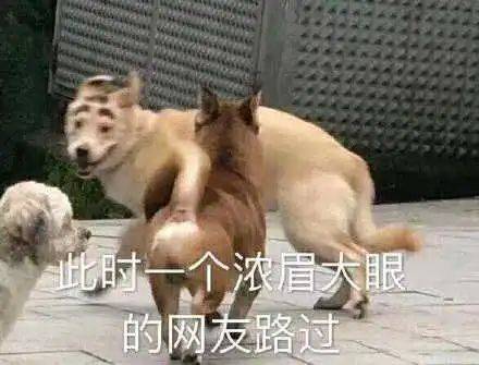 第47期汪表情大无语吸猫会出现狗传狗现象