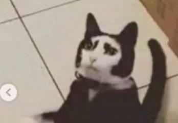并不是所有猫都能吸动的,看到这些猫只想说小别致长得真东西嘿