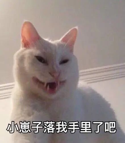 猫咪表情包你成功引起了我的注意养猫