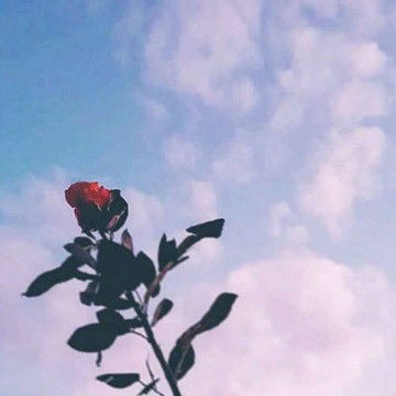 适合中年人做的微信花朵头像,个性头像图片