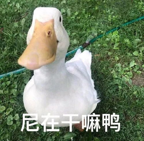 微信沙雕表情包实现奶茶自由了吗