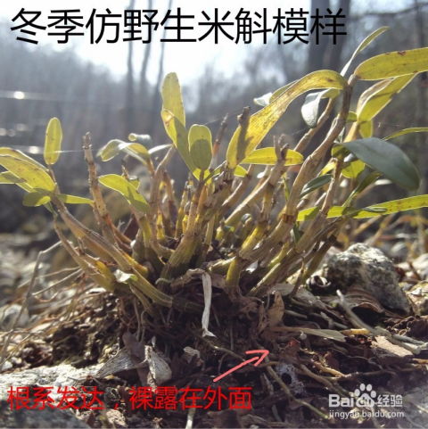 怎样辨别霍山石斛铜皮石斛与铁皮石斛