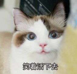 图片怎么变成表情包这只