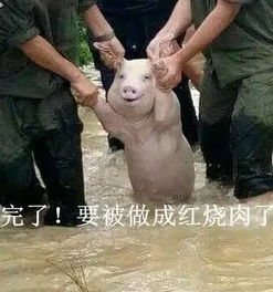 洪水中的微笑猪火到国外去了,外国网友做起表情包一点也不含糊