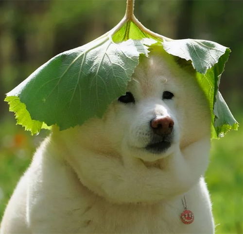 柴犬莫名被戴绿帽子,竟然还一脸开心铲屎的我劝你耗子为汁