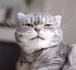 一个炫酷一个软萌霸道总裁猫搭配软萌可爱猫,这反差萌也是很迷人啦表情