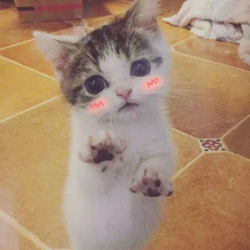 猫咪表情包如果我是一只咸鱼,那就让我快乐每一天