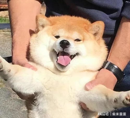 世界上公认最漂亮的11种狗,来看一下你最喜欢哪个
