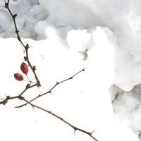乐虎国际平台登录国画雪中梅花图片微信头像图片大全