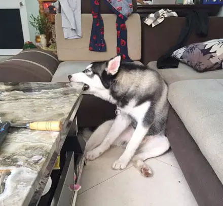 被中国的兵哥哥帅一脸