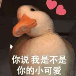 比心鸭子全套表情包分享