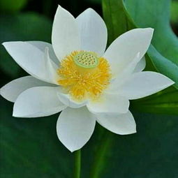 醉花吟