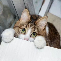 主人把这只残疾猫领回家,养成了ins史上最励志的网红猫
