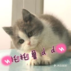 电话地址价格营业时间海淀区购宠团购北京宠物