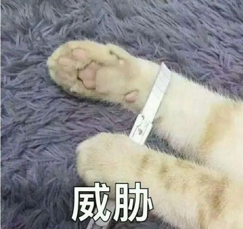 紧要一男子在阳江组织数十人以网恋女友身份进行诈骗涉案金额逾200万