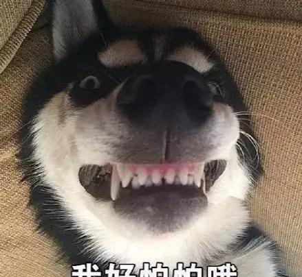 社会我哈哥,打架没赢过,吵架没输过