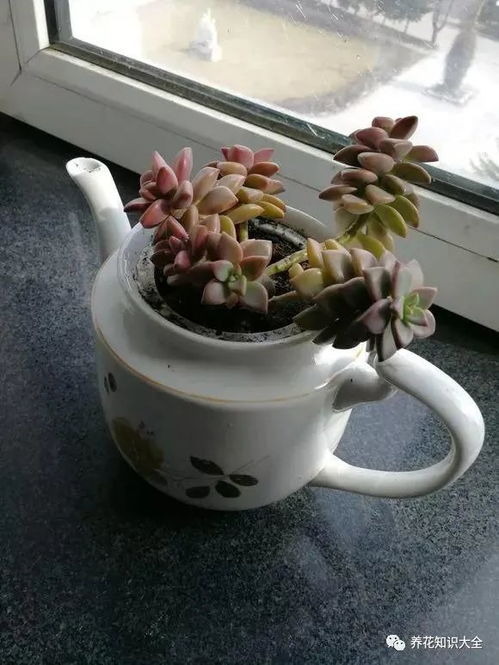 张大妈捡破烂养花,别人都笑她,没想到种好花后,结果是
