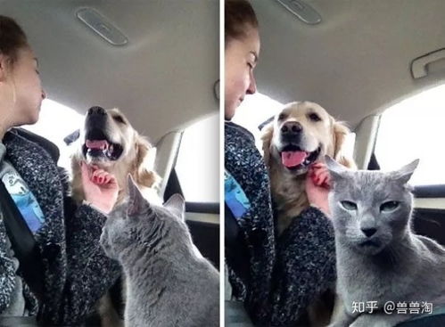猫狗双全的人生是一种什么样的体验