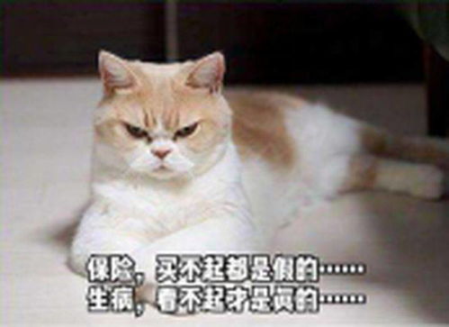快递员专用表情包家庭保险规划