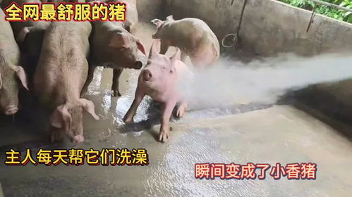 全网最舒服的猪主人每天帮它们洗澡瞬间变成了小香猪