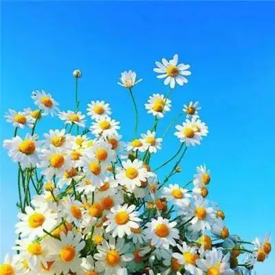唯美风景壁纸四