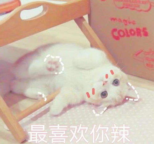 超萌猫咪表情包,网恋居家必备良品,走过路过千万不要错过哦