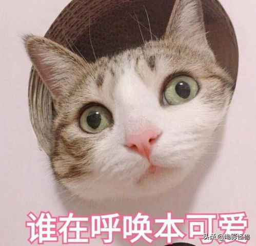 明星耿直发言盘点你被怼哭了吗