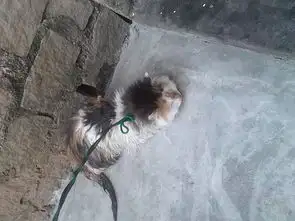 这只猫还有那两只狗是什么品种求好心人告知