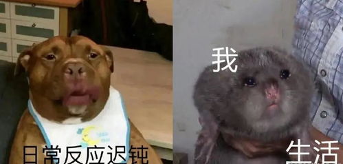 娱乐圈男明星的谜之审美,任嘉伦和王一博走两个极端,看到肖战,是在下输了