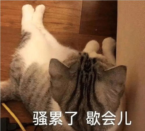 睡觉吧狗命重要表情包起床