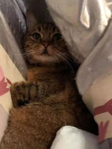 主人赶猫下床,猫的反应真是让人无法抗拒啊