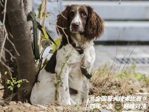 整装待发表情包狗狗