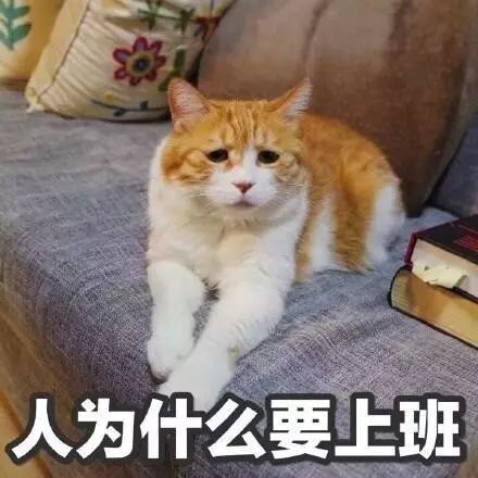 那些年,五花八门的喵星人,老夫的少女心啊
