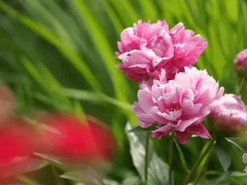 6月,前路漫漫,努力换取,坚持到底,不懈付出,到达顶峰摩羯金牛摩羯座射手座网易订阅