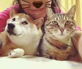 满满精神污染的doge表情包,本体是只软妹柴