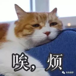 你的头像暴露了心理年龄小学初中高中大学你在哪一类