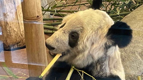 孟菲斯动物园大熊猫丫丫回国申请已提交,并安排直飞航班