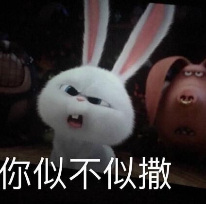 赵丽颖的兔子为什么叫小白谁起的名字