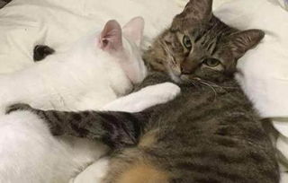 男子家的白猫把小猫咪从小带到大,小猫咪长大后却是这样报恩