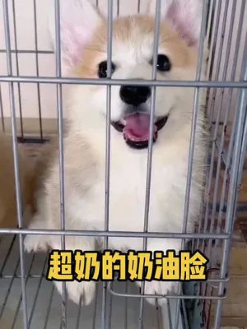 已售新家宁波有喜欢的亲们可以关注深蓝柯基犬舍柯基可爱到爆炸
