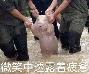 2017年度表情包大赏小猪佩奇,假笑boy,边缘试探.你最爱
