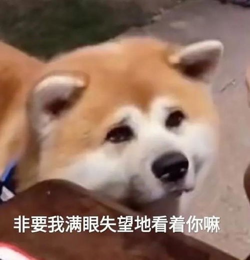 幽默笑话小姨子说我喜欢中国文化,留下了一脸懵逼的我