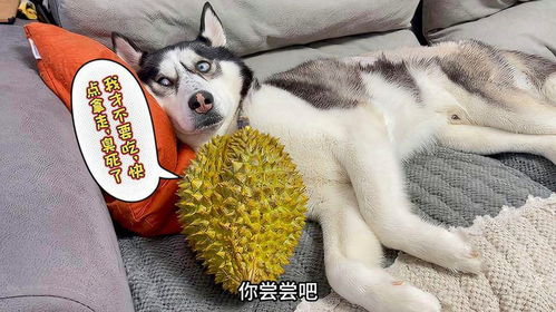 主人请二哈吃榴莲,没想到却惨遭二哈疯狂嫌弃,傻狗的表情真逗